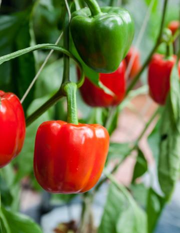 Bell Peppers growing