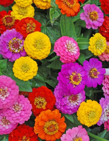 Zinnias blooming