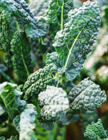 Kale Growing