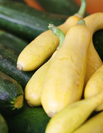 Summer Squash harvested