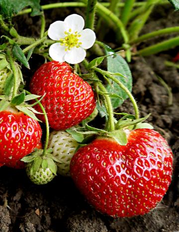 Strawberries growing