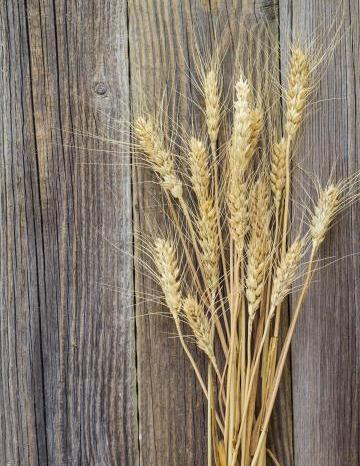 Sprigs of Wheat