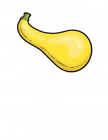 Summer Squash Illustration 